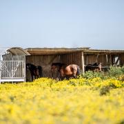 Img 4381