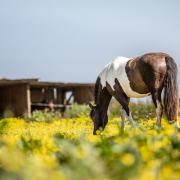 Img 4382