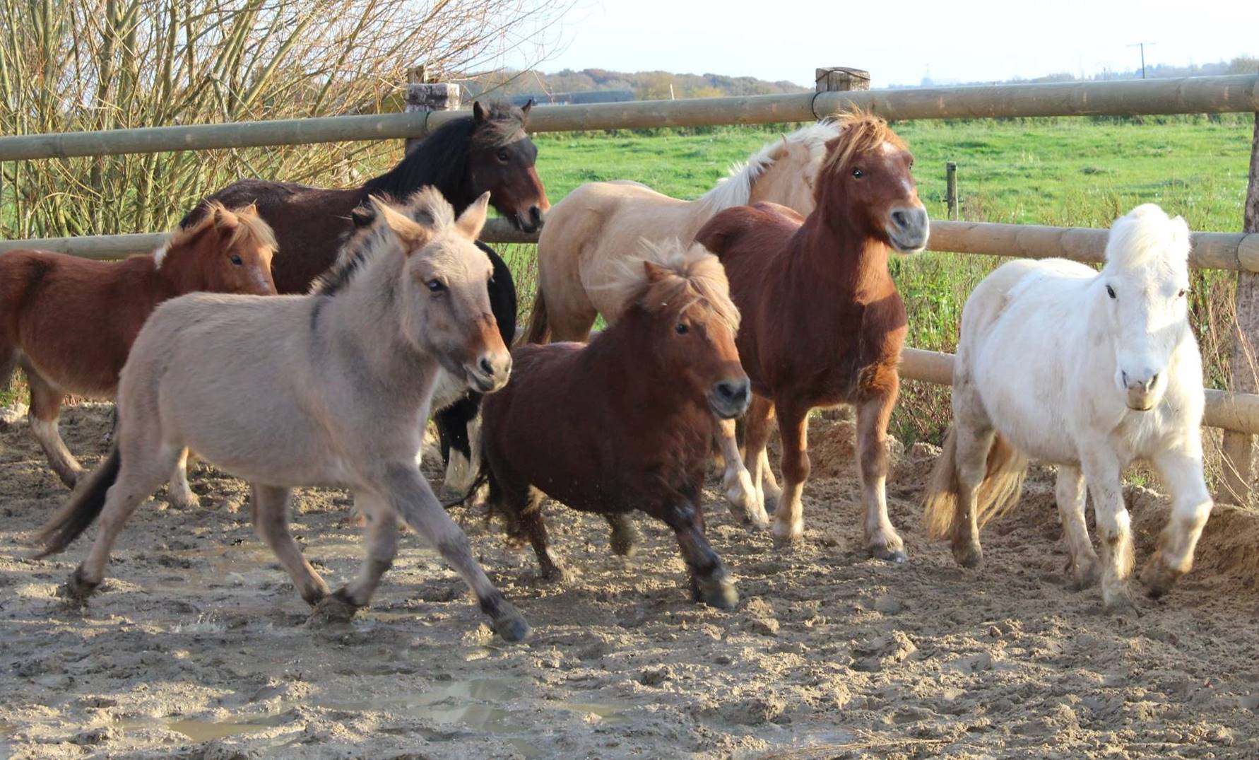Poney1
